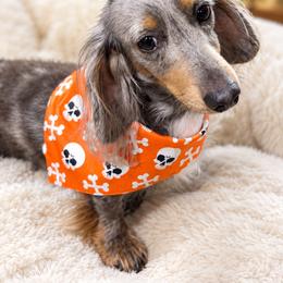Billy - Blue and cream male Dachshund puppy in Omaha, Nebraska from Colorful Dachshunds