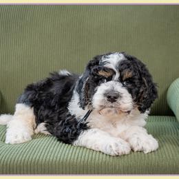 Leo - Tri-color male Bernedoodle puppy in Connersville, Indiana from Deaz Doodle Ranch