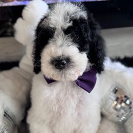 Biscotti (Purple Collar) - Merle male Goldendoodle puppy in Toledo, Ohio from Avery Doodle Day LLC