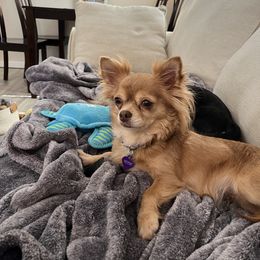 Chihuahua puppies from Sophia Jade's Chi Brigade