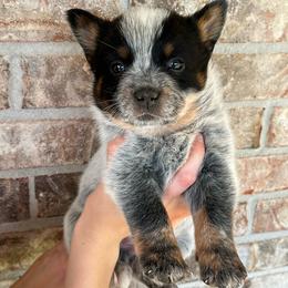 Boy 2 - Blue male Australian Cattle Dog puppy in Irvington, Kentucky from Dry Valley’s Australian Cattle Dogs