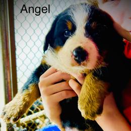 Angel - Black rust and white female Bernese Mountain Dog puppy in Strasburg, Ohio from Lois Allison