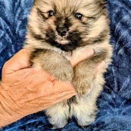 W sable - Wolf sable male Pomeranian puppy in Cocoa, Florida from Pom Coast Pomeranians