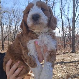 Creed - Red  male Goldendoodle puppy in Fordland, Missouri from K&K's Puppy Kingdom