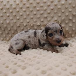 Puppy 3 - Blue and tan male Dachshund puppy in Krum, Texas from Dots N Spots Dachshunds