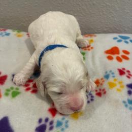 Jude - Cream male Cockapoo puppy in Brookings, South Dakota from Hofer Pups