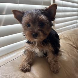 Gingersnap - Black and gold female Yorkshire Terrier puppy in Florence, Alabama from Ashley Yester