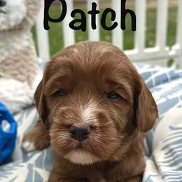 Patch - Caramel red male Australian Labradoodle puppy in Riverside, California from Sycamore Canyon Labradoodle