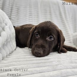 Mulan - Chocolate female Labrador Retriever puppy in Boyd, Minnesota from Lindley Labradors