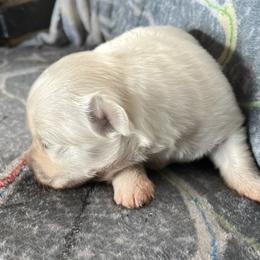 Cannon - White male Coton de Tulear puppy in Rubicon, Wisconsin from Darryl's Cotons de Tulear