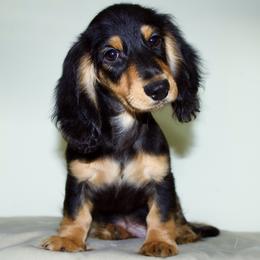 Sampson - Dachshund