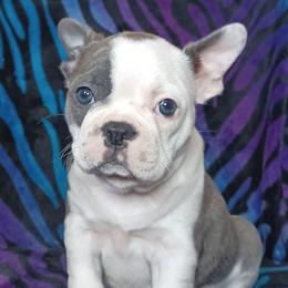 Delphine - White and brindle female French Bulldog puppy in Elberta, Alabama from Old Orchard Farm