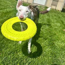American Corgi and Border Collie Puppies from Duncan's Border Collies and Corgis