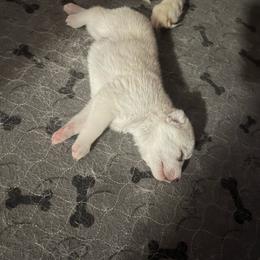 Kida - Red and white female Siberian Husky puppy in Bangs, Texas from Final Siberians