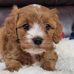 Holly - Red Cavapoo puppy in Missouri from B&M Cottonwood Canines