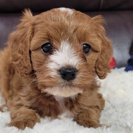 Holly - Red Cavapoo puppy in Missouri from B&M Cottonwood Canines