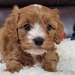 Holly - Red Cavapoo puppy in Missouri from B&M Cottonwood Canines