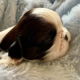 Clint - Tricolor male Shih Tzu puppy in Silver Lake, Oregon from Bling Shih Tzu