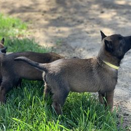 Belgian Malinois Puppies from Tehachapi Malinois