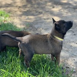 Belgian Malinois Puppies from Tehachapi Malinois