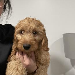 Goldendoodle Puppies from Mini Goldendoodles of New England