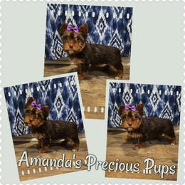 Chocolate Female - Chocolate and tan female Yorkshire Terrier puppy in Wartburg, Tennessee from Amanda's Precious Pups