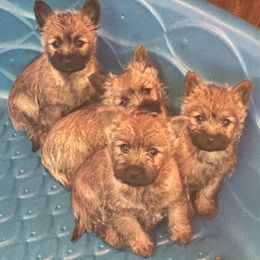 Cairn Terrier Puppies from Shining Waters Farm