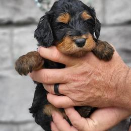Aussiedoodle and Australian Mountain Doodle Puppies from Jagged Oaks Farm