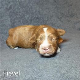 Fievel - Red and white male Cockapoo puppy in Sunset, Louisiana from Cano Cockapoos