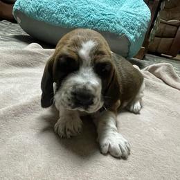King Kong - Mahogany and white male Basset Hound puppy in Daleville, Alabama from Home Grown Basset Hounds of Alabama