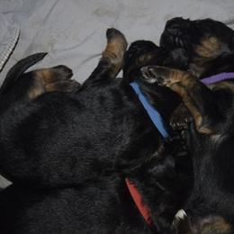 German Shepherd Puppies from Import German Shepherds of Kansas