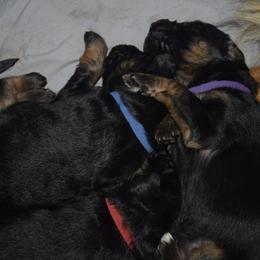German Shepherd Puppies from Import German Shepherds of Kansas