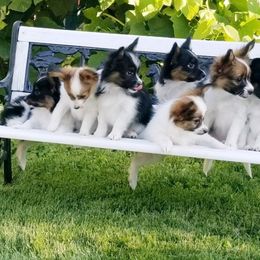 Papillon Puppies from Penny Willow Papillons