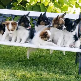 Papillon Puppies from Penny Willow Papillons