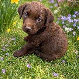 Boone - Chocolate male Labrador Retriever puppy in Archer Lodge, North Carolina from Archer Lodge Labradors