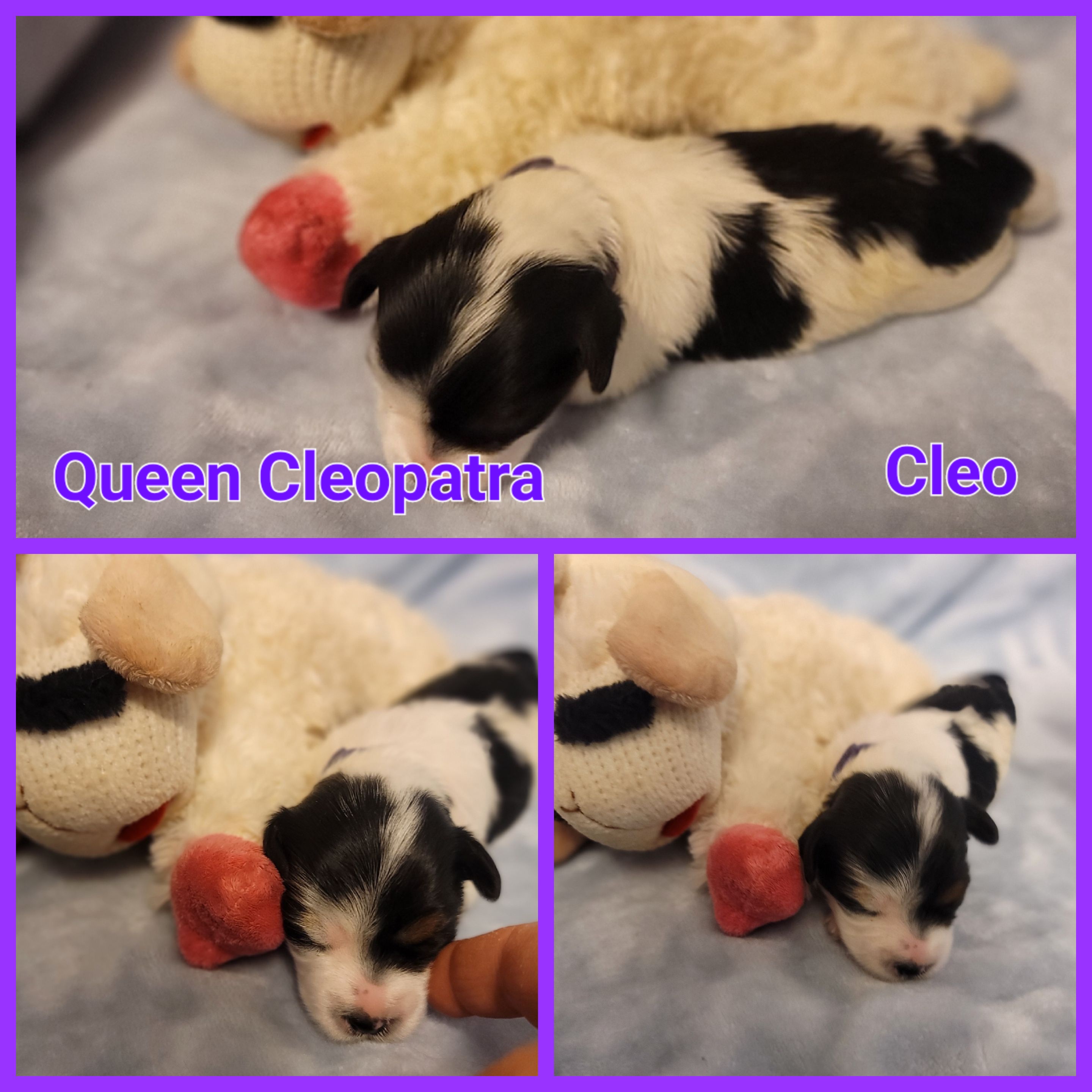 Biewer Terrier Puppies from ORBiT Ohio River Biewer Terriers
