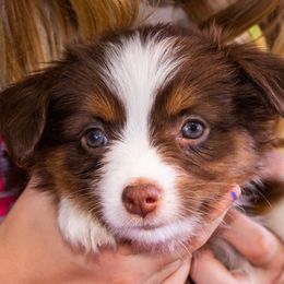 Miniature American Shepherd and Miniature Australian Shepherd Puppies from Bellewynd Acres