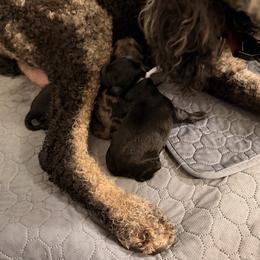 Blue - Merle male Goldendoodle puppy in Van Buren, Missouri from Jami’s Goldendoodles & Poodles