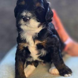 Rocky - Tri-color male Bernedoodle puppy in Mc Gaheysville, Virginia from Doting Doodles