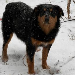 Duckie - Australian Shepherd
