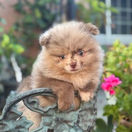 Chai - Chocolate merle male Pomeranian puppy in Stockton, California from lunas_poms