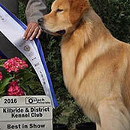Golden Retrievers from Chestnut Goldens