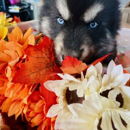 East - Black tan and white Siberian Husky puppy in Udall, Kansas from Arctic Circle Kennels