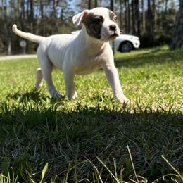 Sweet potatoe - White and brindle female American Bulldog puppy in Varnville, South Carolina from DF's Unlimited Ruff