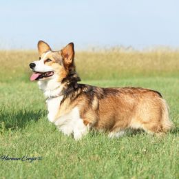Belle - Pembroke Welsh Corgi