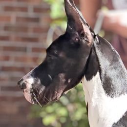 Australian Shepherds and Great Danes from Winners Circle Kennel