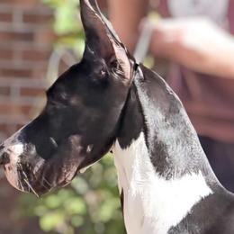 Australian Shepherds and Great Danes from Winners Circle Kennel