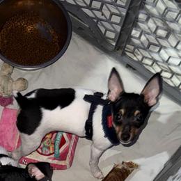 Misty Pup A - White black and tan male Toy Fox Terrier puppy in Clermont, Florida from Debbie Hiles's Toy Fox Terriers