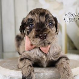 Goldendoodle puppies from Adirondack Poodles Goldendoodles,Bernedoodles & Schnoodles