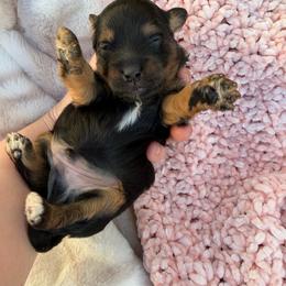 Loui - Black and tan male Havapoo puppy in Spokane, Washington from Havaluv Puppies